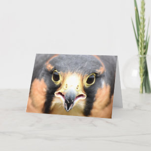 Aplomado Falcon-Foto Karte