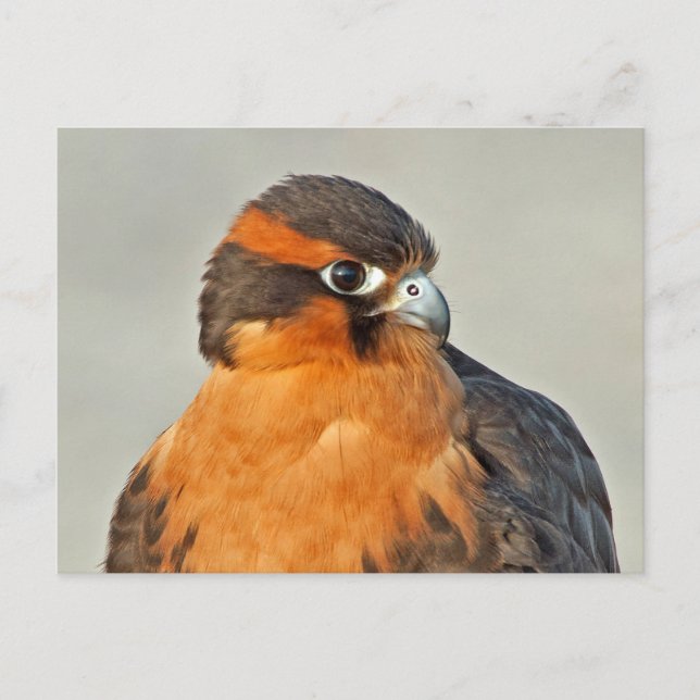 Aplomado Falcon Nah Postkarte (Vorderseite)