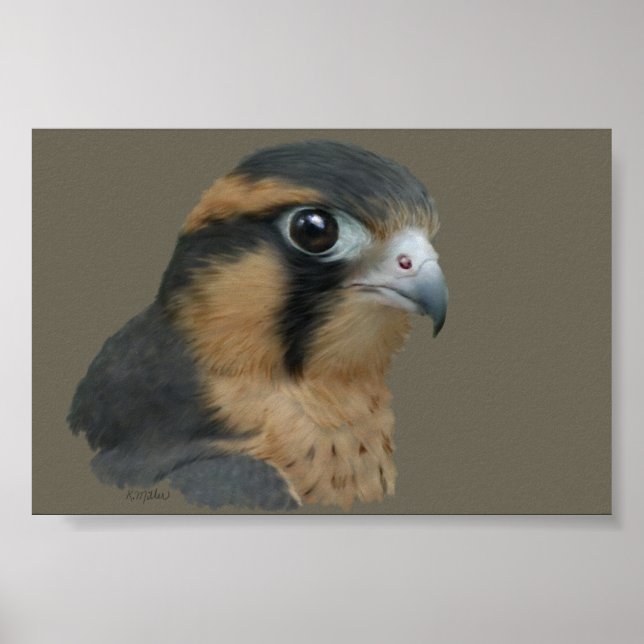 Aplomado Poster (Vorne)