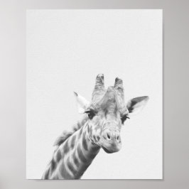 Apollo die Giraffe Poster