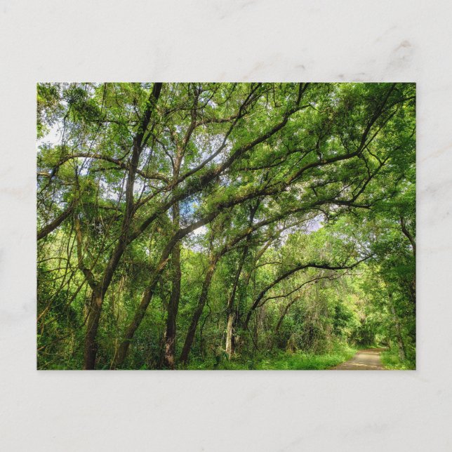 Apopka-Loop-Weg, Florida Postkarte (Vorderseite)