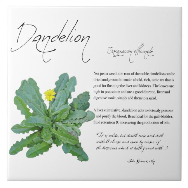 Apothécaire de plantes : Dandelion | Carreaux en c (Devant)