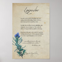 Apothécaire de plantes : Lavande | Poster botaniqu