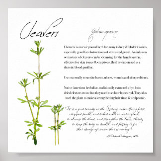 Apothécaire de plantes : nettoyants | Poster sur p