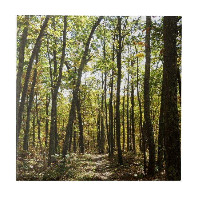 Appalachen-Pfad im Oktober in Shenandoah Fliese (Vorderseite)