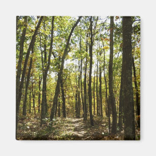 Appalachen-Pfad im Oktober in Shenandoah Magnet