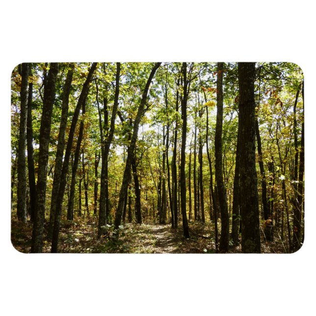 Appalachen-Pfad im Oktober in Shenandoah Magnet (Horizontal)