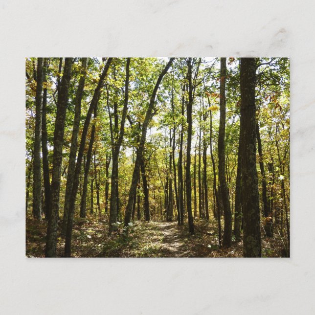 Appalachen-Pfad im Oktober in Shenandoah Postkarte (Vorderseite)