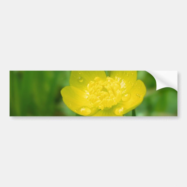 Appalachian Buttercup Autoaufkleber (Vorne)
