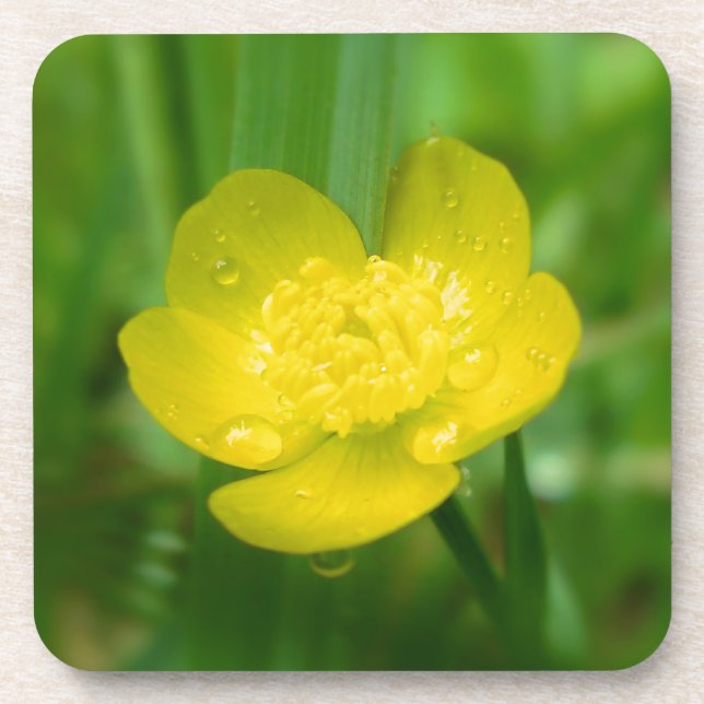 Appalachian Buttercup Cork Untersetzer (Vorderseite)