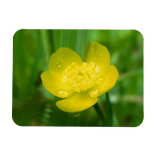 Appalachian Buttercup Flexible Magnet