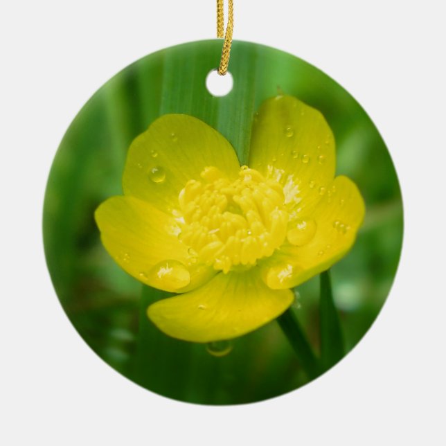 Appalachian Buttercup Ornament (Vorne)