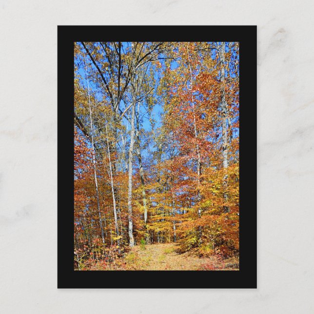 Appalachian Trail Herbst, Herbstlandschaft Postkar Postkarte (Vorderseite)