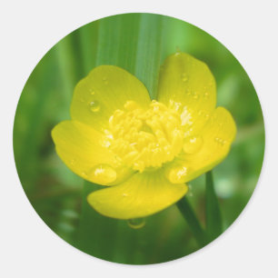 Appalachische Butterblume-Aufkleber Runder Aufkleber