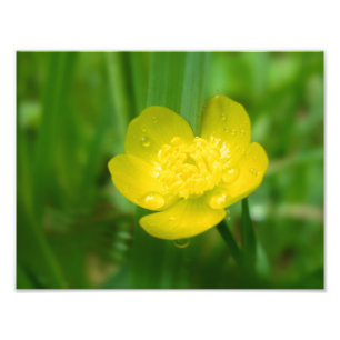 Appalachischer Butterblume-Foto-Druck Fotodruck