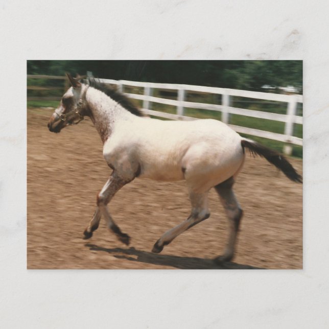 Appaloosa / Colorado Ranger Colt Postkarte (Vorderseite)