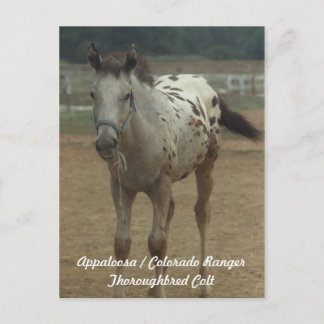 Appaloosa / Colorado Ranger ThooughbredColt Postkarte
