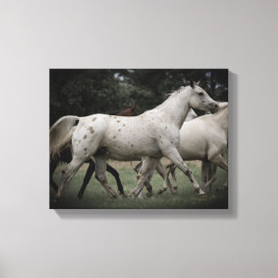Appaloosa, der frei läuft leinwanddruck