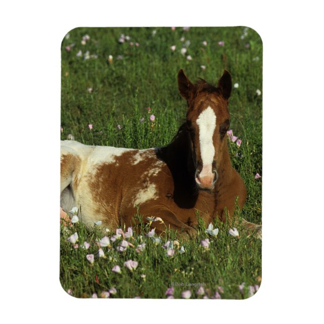 Appaloosa Foal in Blume Magnet (Vertikal)