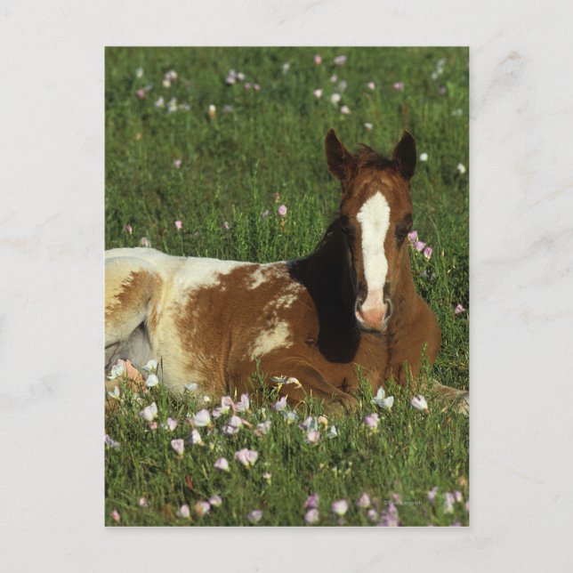Appaloosa Foal in Blume Postkarte (Vorderseite)