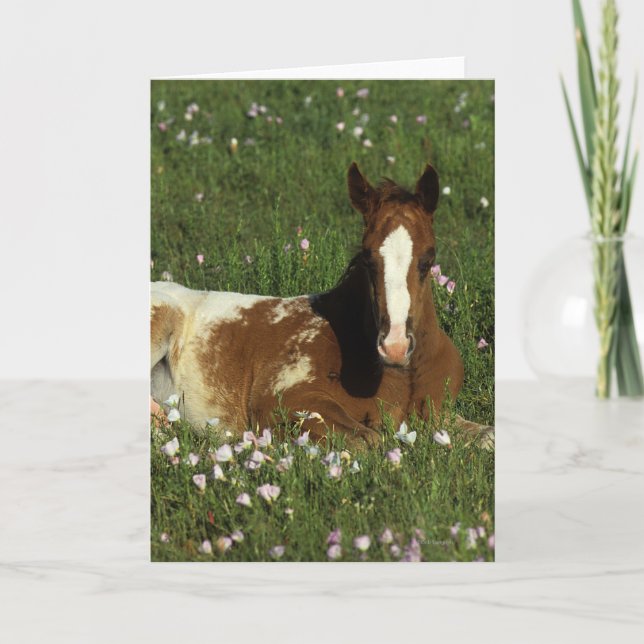 Appaloosa-Fohlen, das in den Blumen niederlegt Karte (Vorderseite)