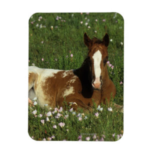 Appaloosa-Fohlen, das in den Blumen niederlegt Magnet