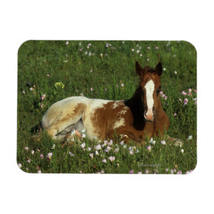 Appaloosa-Fohlen, das in den Blumen niederlegt Magnet