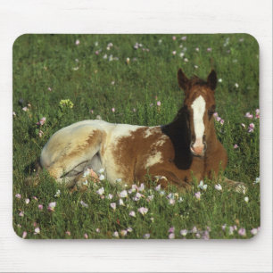 Appaloosa-Fohlen, das in den Blumen niederlegt Mousepad