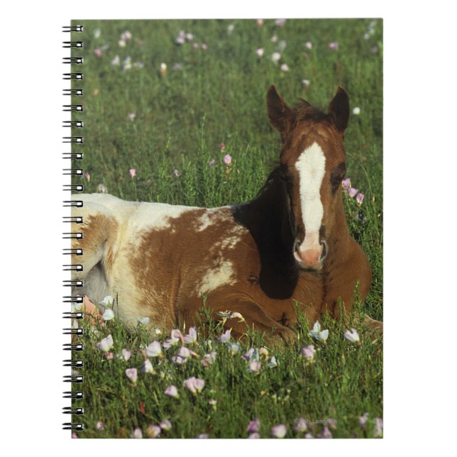 Appaloosa-Fohlen, das in den Blumen niederlegt Notizblock (Vorderseite)