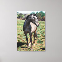 Appaloosa-Foto
