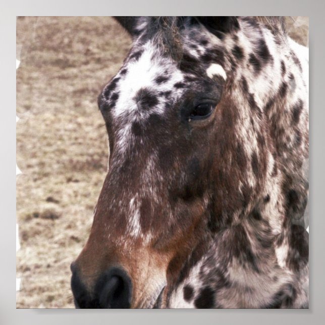 Appaloosa Hallion Print Poster (Vorne)