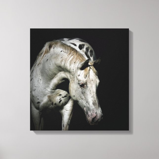 Appaloosa Horse Foto Leinwanddruck (Vorderseite)