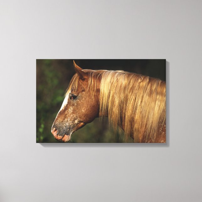 Appaloosa Horse Headshot 1 Leinwanddruck (Vorderseite)