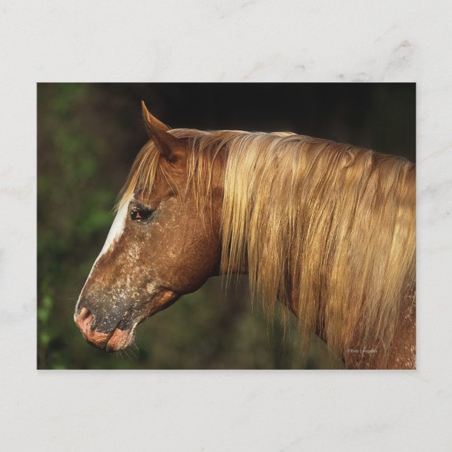 Appaloosa Horse Headshot 1 Postkarte (Vorderseite)