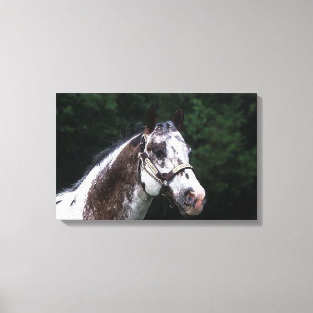 Appaloosa Horse Headshot 2 Leinwanddruck (Vorderseite)