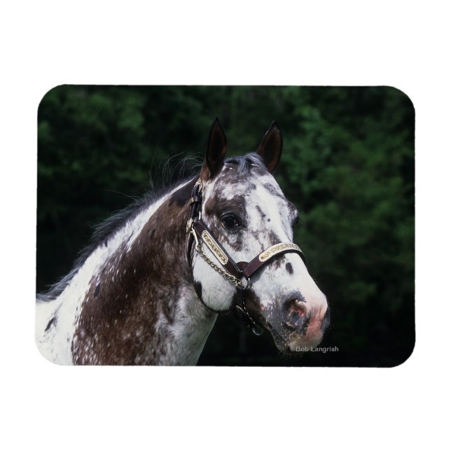 Appaloosa Horse Headshot 2 Magnet (Horizontal)