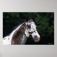 Appaloosa Horse Headshot 2