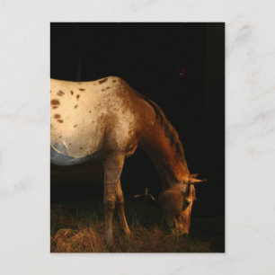 Appaloosa Horse Postkarte