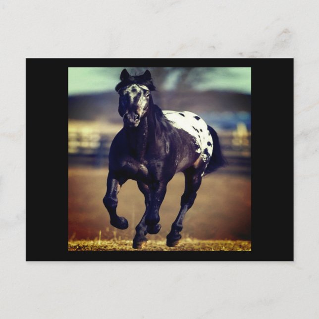 Appaloosa Horse Postkarte (Vorderseite)