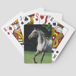 Appaloosa Horse Running 2 Spielkarten