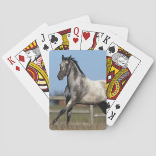 Appaloosa Horse Running 3 Spielkarten