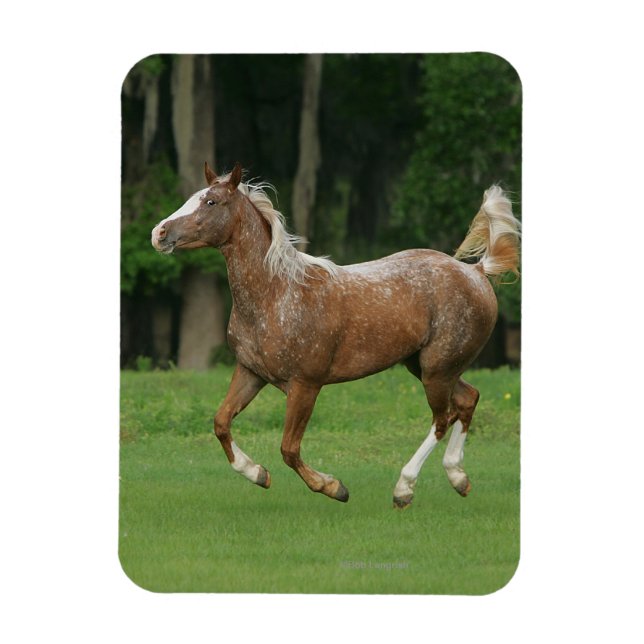 Appaloosa Horse Running Magnet (Vertikal)