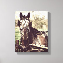 Appaloosa in Harness