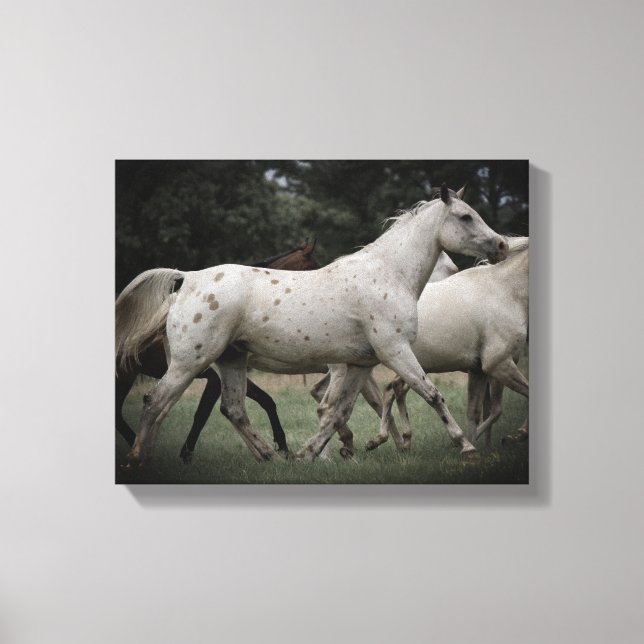 Appaloosa läuft kostenlos leinwanddruck (Vorderseite)