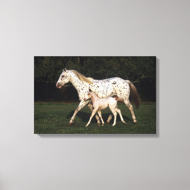 Appaloosa Mare and Foot in Field Leinwanddruck (Vorderseite)