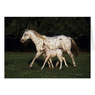 Appaloosa Mare et Foie en champ
