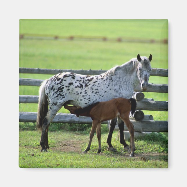Appaloosa Mare und Colt Horse Magnet (Vorne)
