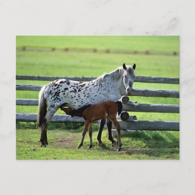 Appaloosa Mare und Colt Horse Postkarte (Vorderseite)