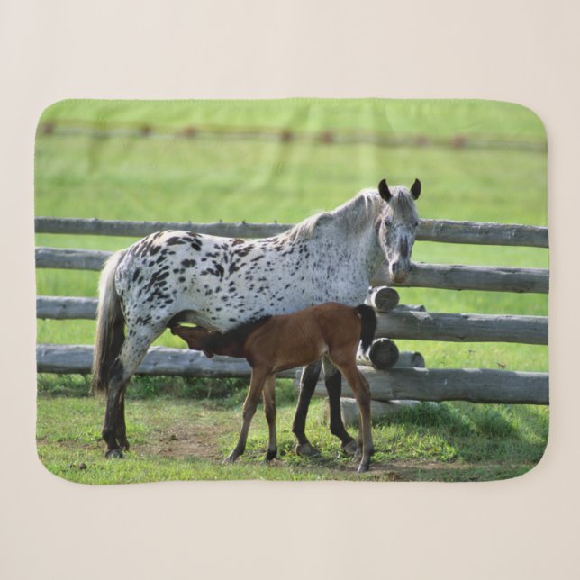 Appaloosa Mare und Colt Horse Sherpadecke (Vorderseite (Horizontal))