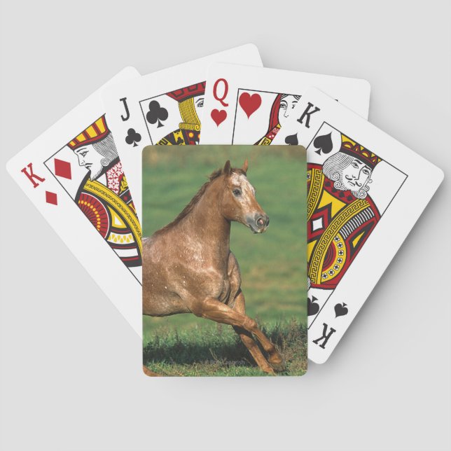 Appaloosa Pferd auf Grasfeld Spielkarten (Rückseite)